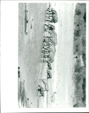 Zebra - Vintage Photograph