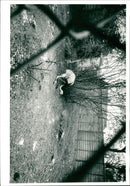 Basildon Zoo. - Vintage Photograph