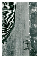 The Isle of Wight Zoo. - Vintage Photograph