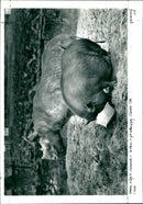 Emma, a black rhinoceros and Jessica, a fat-bellied pig in Chester Zoo. - Vintage Photograph