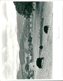 Looking across Coniston. - Vintage Photograph