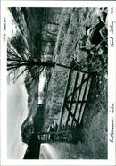 The Lake District. - Vintage Photograph