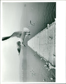 The Lake District. - Vintage Photograph