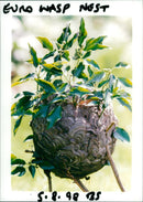 Euro wasp nest. - Vintage Photograph