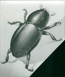 Dutch Elm. - Vintage Photograph