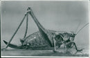 Insect. - Vintage Photograph