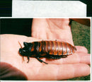 Madagascar hissing cockroach. - Vintage Photograph