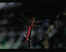 Red-veined darter dragonfly. - Vintage Photograph