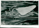 Dragonfly. - Vintage Photograph