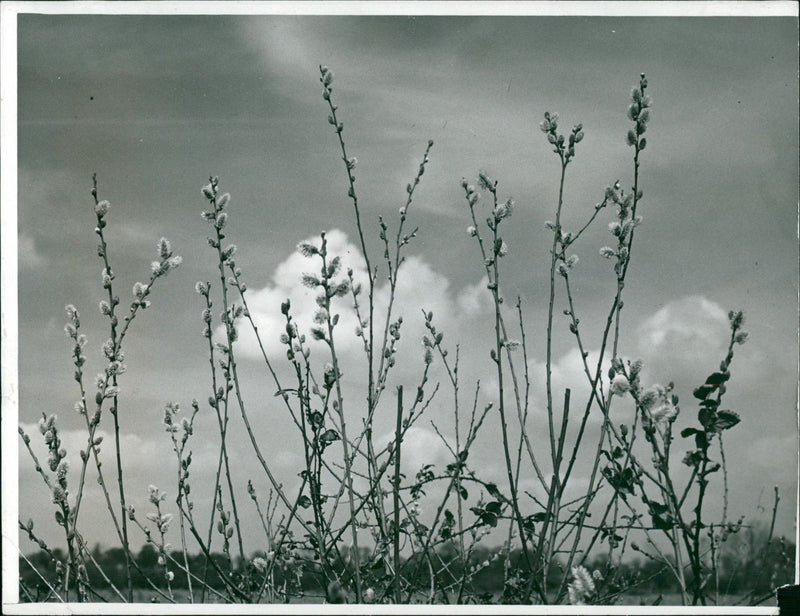 Pussy Willows - Vintage Photograph