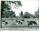 Country Scenes - Vintage Photograph