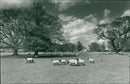 Lambs grazing at Little Witchingham - Vintage Photograph