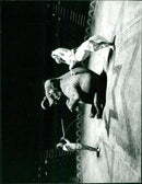 Circus Animals - Vintage Photograph