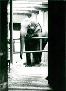 Circus Animal, Elephant - Vintage Photograph