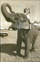 Ripley on Sandra the elephant at Chipperfield's Circus - 1 September 1933 - Vintage Photograph