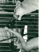 Lion drinking water from a mug - Vintage Photograph