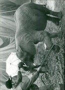 Circus Elephant training - Vintage Photograph