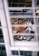 Big Cat - Vintage Photograph