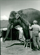 JUMBO'S WASH-AND-BRUSH-UP - Vintage Photograph