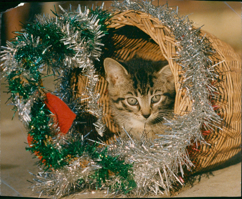 View of cat in the basket. - Vintage Photograph