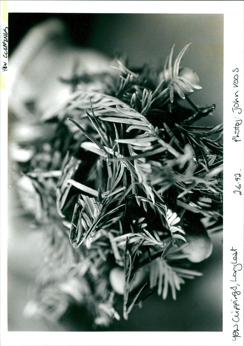 Yew clippings. - Vintage Photograph