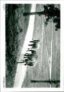 Longleat Safari Park - Vintage Photograph