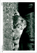 Longleat Safari Park - Vintage Photograph
