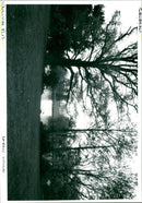 Wivenhoe Park. - Vintage Photograph