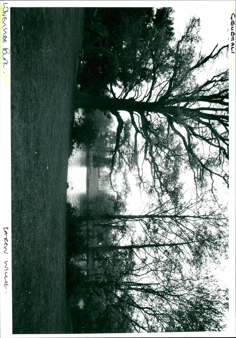 Wivenhoe Park. - Vintage Photograph