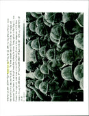 Richard Nixon - Vintage Photograph