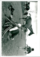 Polo - Vintage Photograph