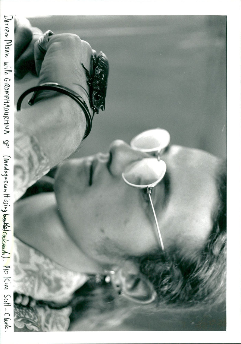 Madagascar hissing cockroach - Vintage Photograph