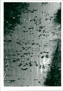 Silver Flowe - Vintage Photograph