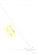 Cattle - Vintage Photograph