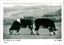 Cattle - Vintage Photograph