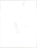 Cattle - Vintage Photograph