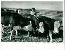 Cattle - Vintage Photograph