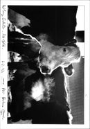 Cattle - Vintage Photograph