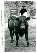 Cattle Thumbria - Vintage Photograph