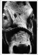Cattle - Vintage Photograph