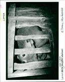 Cattle- Calve real crate. - Vintage Photograph