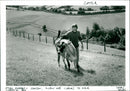 Cattle - Vintage Photograph