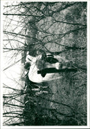 Cattle - Vintage Photograph