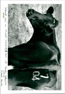 Cattle - Vintage Photograph