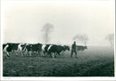 Cattle - Vintage Photograph