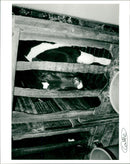 Cattle - Vintage Photograph