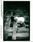 Cattle - Vintage Photograph