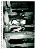 Cattle - Vintage Photograph