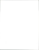 Cattle - Vintage Photograph