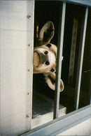 Cattle - Vintage Photograph